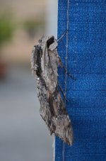insect.jpg