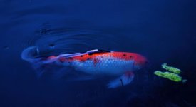 she's so koi1200.jpg