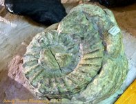 Ammonite Price Museum 2013.jpg