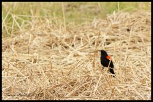 _DSC0608.jpg