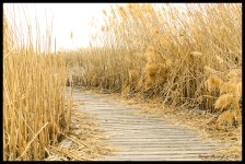 _DSC0659.jpg