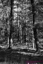 125 Woods-130505-02-B&W_01.jpg
