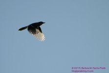 125 Blue Jay-130505-03-Cropped_01.jpg