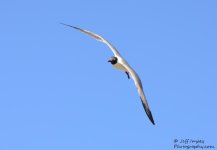 DSC_1639.jpg