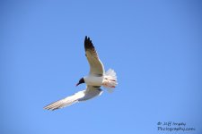 DSC_1641.jpg