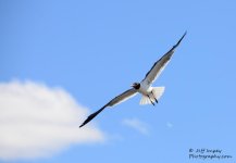 DSC_1621.jpg
