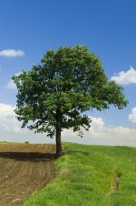 tree1sm.jpg
