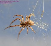 126 Spider-130506-01-Cropped_01.jpg
