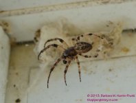 126 Spider-130506-02-Cropped_01.jpg
