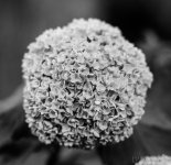 puffball.jpg