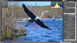bird focus.jpg