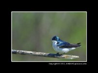 Swallow-on-Stick.jpg
