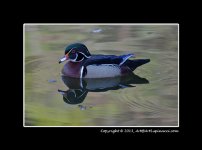 Wood-Duck-1.jpg