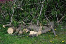 127 CHOWC Cut Tree-130507-01_01.jpg