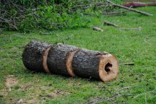 127 CHOWC Cut Tree-130507-02_01.jpg
