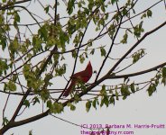 127 Cardinal-130507-01_1.jpg