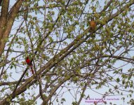 127 Cardinal&Robin-130507_1.jpg