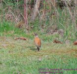 127 Robin-130507-01_1.jpg
