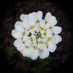 DSCN9751a.jpg