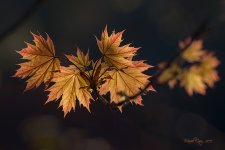 DSC_4898.jpg