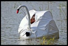 swan.JPG