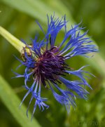 flowerpower1.jpg
