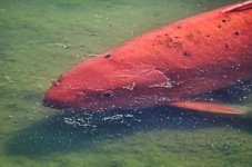 sharkey_edited-1.jpg