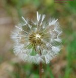 128 Dandelion Puff-130508_01.jpg