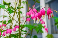 20130508-_1RB4614.jpg