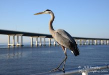 DSC_1874.jpg