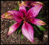 Day128Flower.jpg