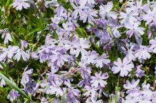 flowers.jpg