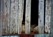 barn cat1200.jpg