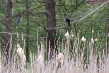 129 Red-winged Blackbirds-130509_1.jpg