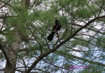 129 Red-winged Blackbird-130509-04_1.jpg