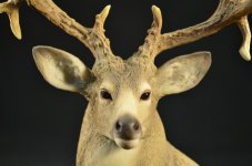 Deer7.jpg