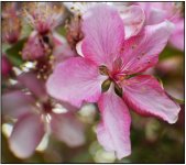 flower.jpg