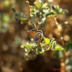 moth 500_7336.jpg