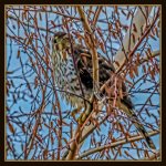 DSC_2451-Edit.jpg