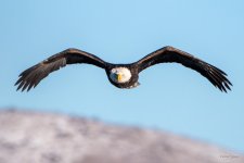 BaldFlight-333.jpg
