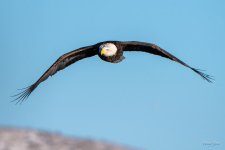 BaldFlight-334.jpg