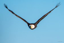 BaldFlight-335.jpg