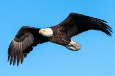 BaldFlight-336.jpg