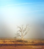 tree fog bow N 500_7266.jpg