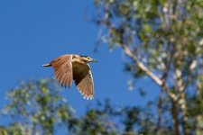 Stork 1a.jpg