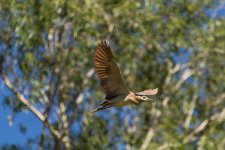 Stork 2a.jpg