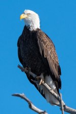 Bald-356.jpg