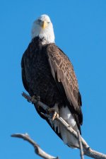 Bald-357.jpg