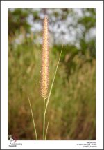 gras-1.jpg