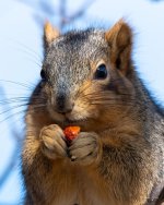 SquirrelCherry-300.jpg